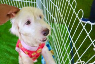 Suzano abre cadastro para campanha de vacinação para cães e gatos