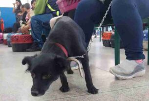 Suzano castra 148 cães e gatos