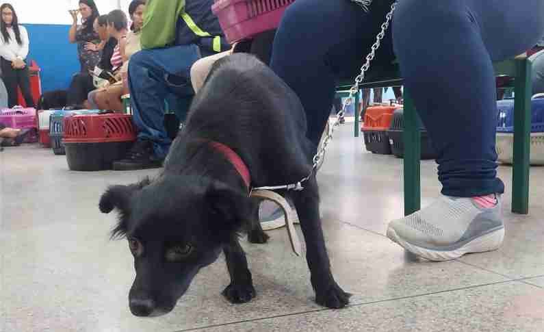 Suzano castra 148 cães e gatos