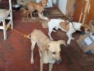 Suzano resgatou 13 cachorros em situação de maus tratos