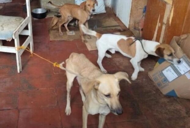 Suzano resgatou 13 cachorros em situação de maus tratos