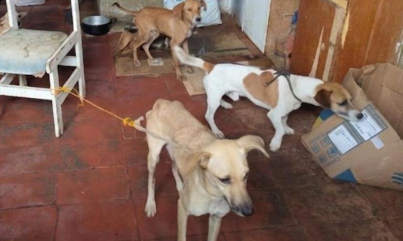 Suzano resgatou 13 cachorros em situação de maus tratos