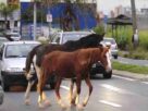 animais de grande porte soltos em vias públicas