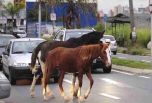 animais de grande porte soltos em vias públicas