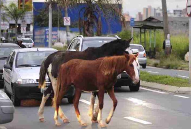 animais de grande porte soltos em vias públicas