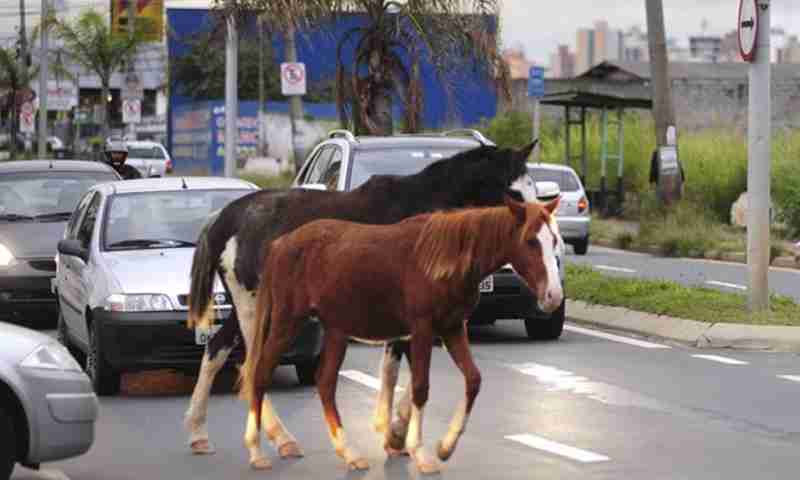 animais de grande porte soltos em vias públicas