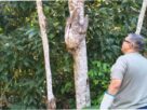Equipe da Zoonoses de Mogi resgatou bicho-preguiça