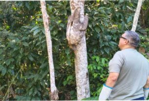 Equipe da Zoonoses de Mogi resgatou bicho-preguiça