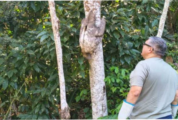 Equipe da Zoonoses de Mogi resgatou bicho-preguiça