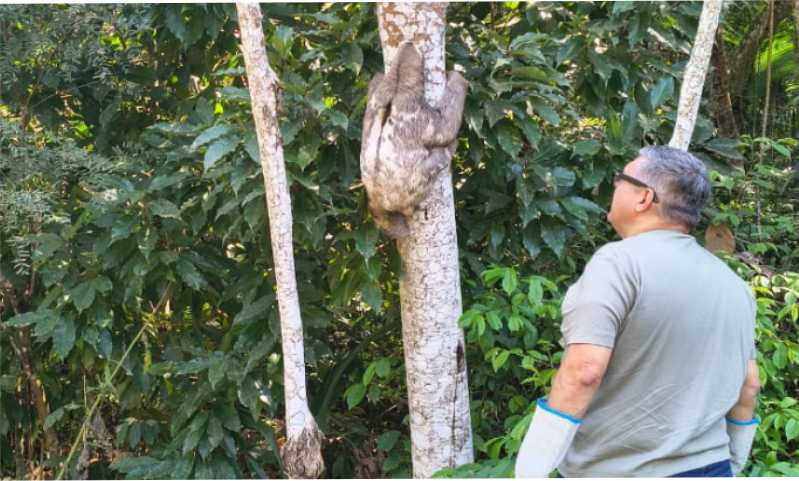 Equipe da Zoonoses de Mogi resgatou bicho-preguiça